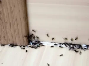 افضل طريقة للقضاء على النمل