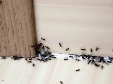 افضل طريقة للقضاء على النمل