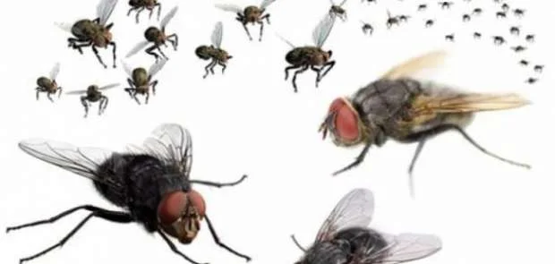 طرق التخلص من الذباب