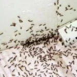 سبب ظهور النمل فجأة
