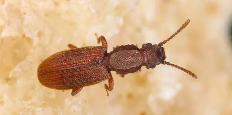 خنافس الحبوب المخزنة