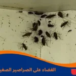 القضاء على الصراصير الصغيرة نهائيًا