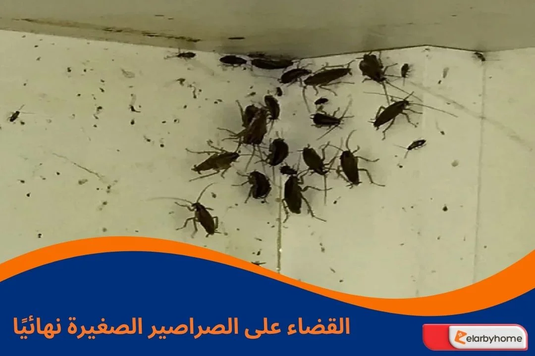 القضاء على الصراصير الصغيرة نهائيًا